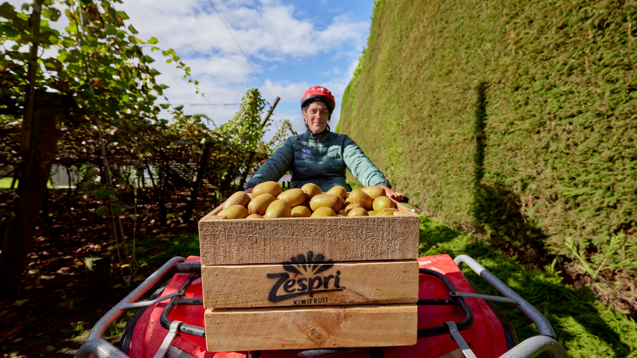 Person on quad bike with Zespri branded bin filled with kiwifruit on front.