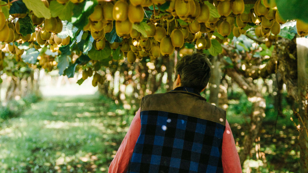 Person walking under kiwifruit vines with back to camera