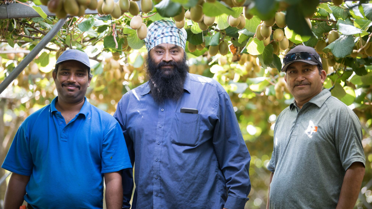 Three male growers facing camera standing under kiwifruit