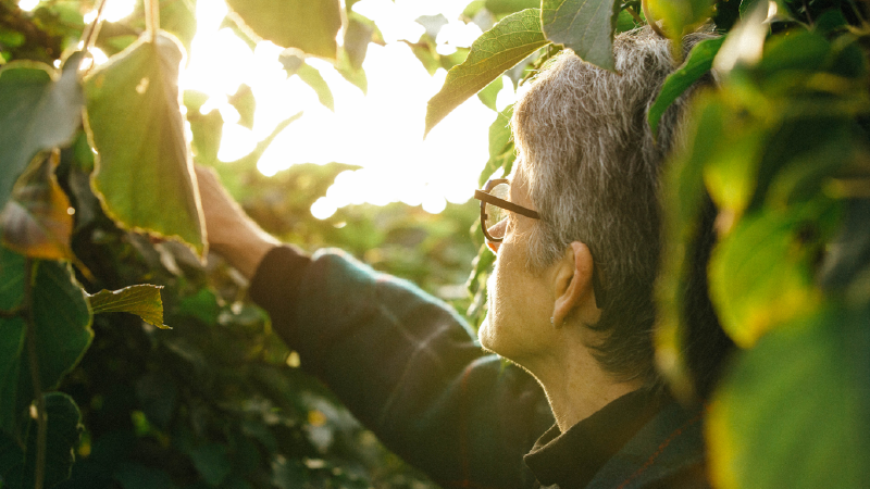 Side profile of woman's face looking at kiwifruit vines