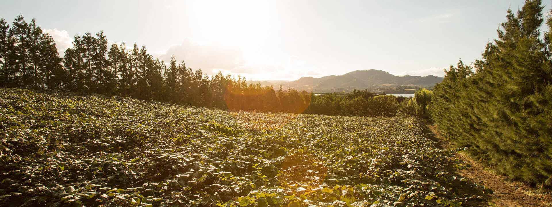 kiwifruit-grown-masthead.jpg