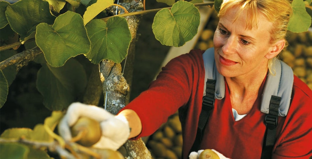 kiwifruit-grown-thumbnail.jpg