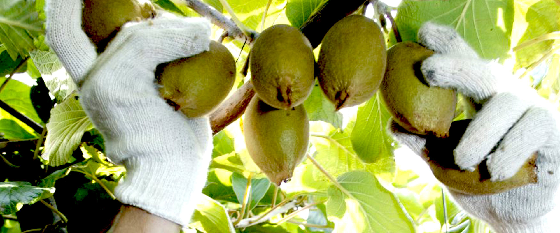 Busqueda-kiwis-Zespri-Dmasthead.jpg